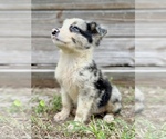 Puppy Odin Miniature Australian Shepherd