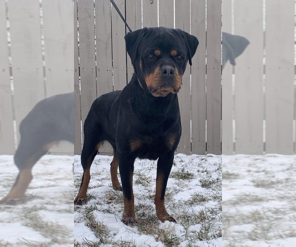 Medium Photo #3 Rottweiler Puppy For Sale in ELKHART, IN, USA
