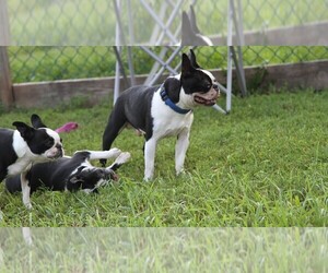Boston Terrier Puppy for sale in ERHARD, MN, USA