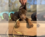 Small Photo #6 Doberman Pinscher Puppy For Sale in BARNETT, MO, USA