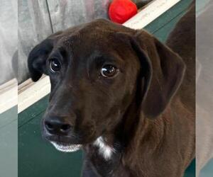 Labrador Retriever-Unknown Mix Dogs for adoption in Yardley, PA, USA