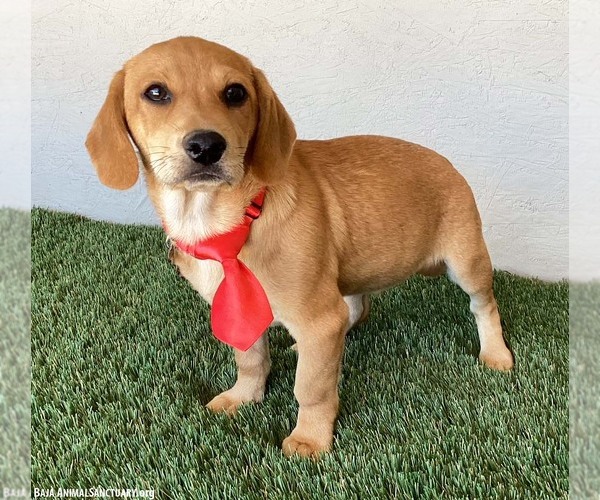 Medium Photo #4 Labbe Puppy For Sale in San Diego, CA, USA