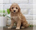 Small #2 Goldendoodle (Miniature)