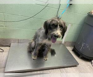 Mutt Dogs for adoption in Grand Prairie, TX, USA