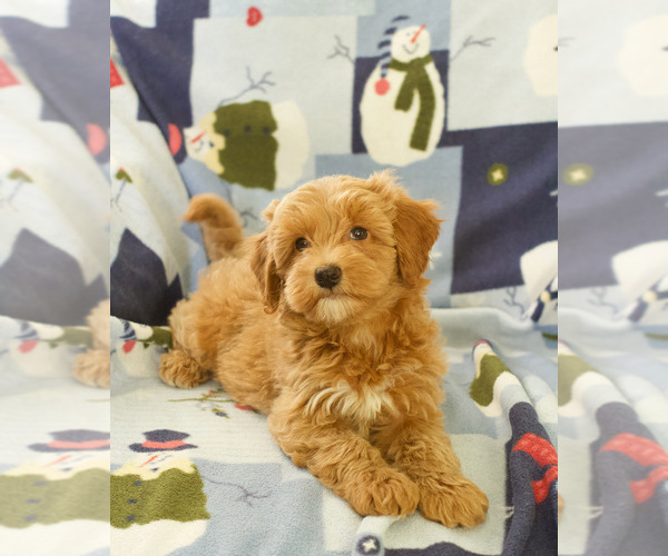 Medium Photo #1 Goldendoodle (Miniature) Puppy For Sale in MILWAUKEE, WI, USA
