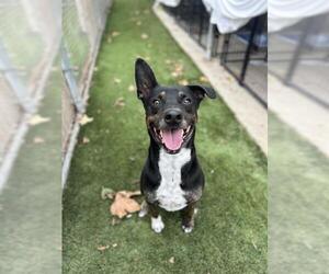 Labrador Retriever-Unknown Mix Dogs for adoption in Chula Vista, CA, USA