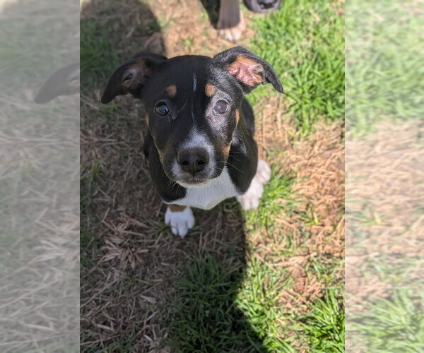 Medium Photo #4 Mutt Puppy For Sale in garner, NC, USA