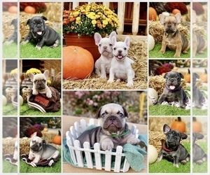 French Bulldog Litter for sale in SULLIVAN, OH, USA