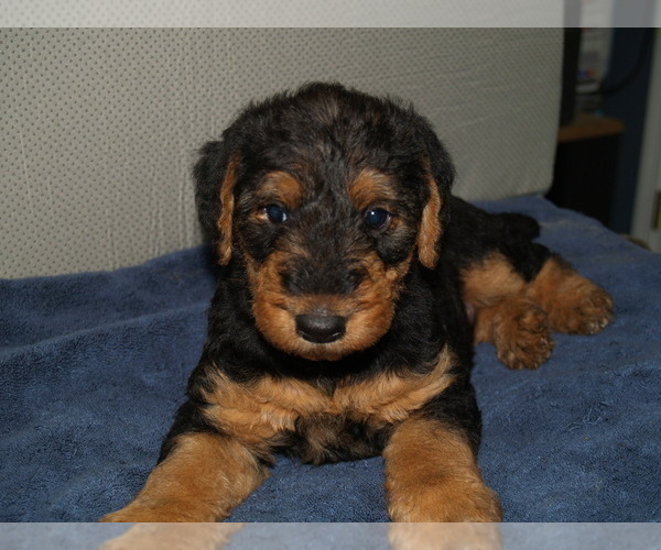 Medium Photo #11 Airedale Terrier Puppy For Sale in CHARLESTOWN, IN, USA