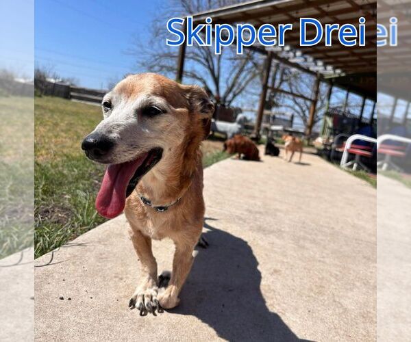 Medium Photo #9 Chiweenie Puppy For Sale in San Antonio, TX, USA