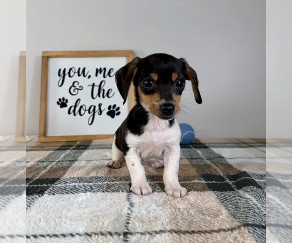 Medium Photo #2 Dachshund Puppy For Sale in GREENFIELD, IN, USA