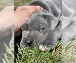 Small Photo #17 Great Dane Puppy For Sale in PINNACLE, NC, USA