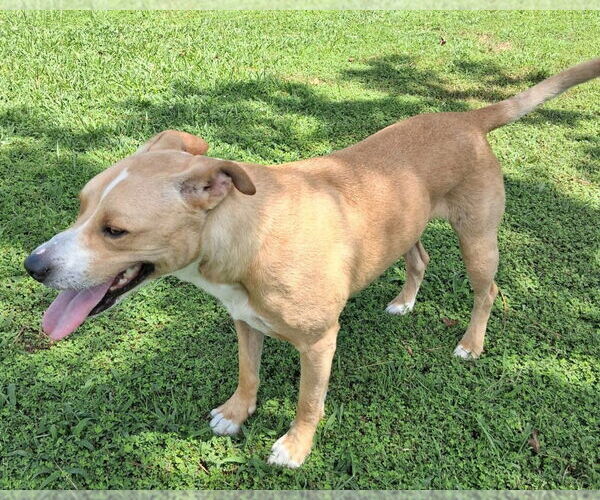 Medium Photo #3 Labrador Retriever-Unknown Mix Puppy For Sale in Ellijay, GA, USA