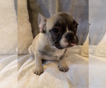 Small #15 French Bulldog