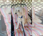 Small #1 Goldendoodle (Miniature)