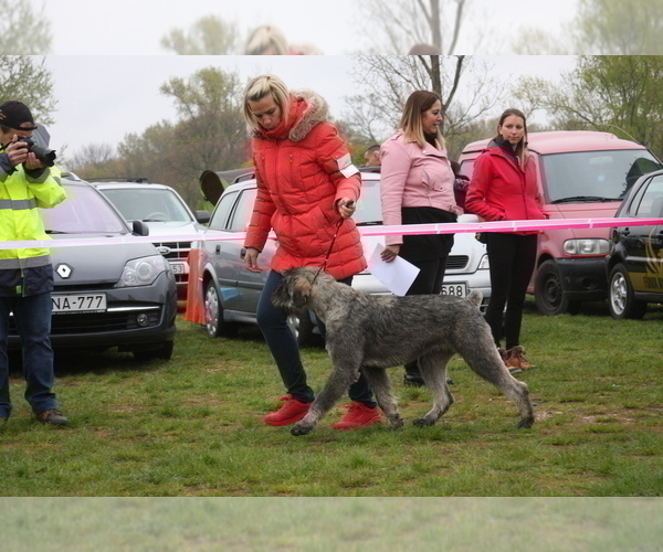 Medium Photo #10 Schnauzer (Giant) Puppy For Sale in Hatvan, Heves, Hungary