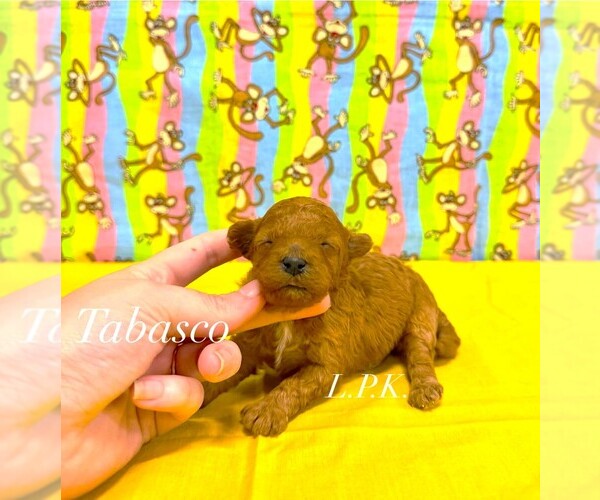 Medium Photo #1 Maltipoo (Miniature) Puppy For Sale in WINNSBORO, LA, USA