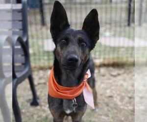 Catahoula Leopard Dog-Unknown Mix Dogs for adoption in San Antonio, TX, USA