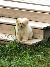 Pomeranian-Poodle (Toy) Mix Puppy for sale in PELLA, IA, USA