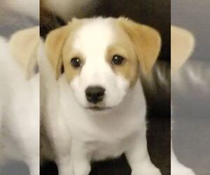 Jack Russell Terrier Puppy for sale in ORANGE CITY, FL, USA