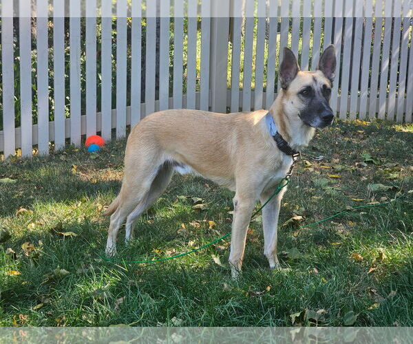 Medium Photo #2 Mutt Puppy For Sale in Stevens Point, WI, USA