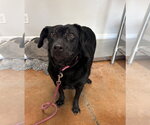 Small #4 Labrador Retriever Mix