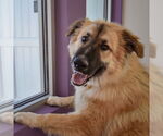 Small #5 German Shepherd Dog-Great Pyrenees Mix