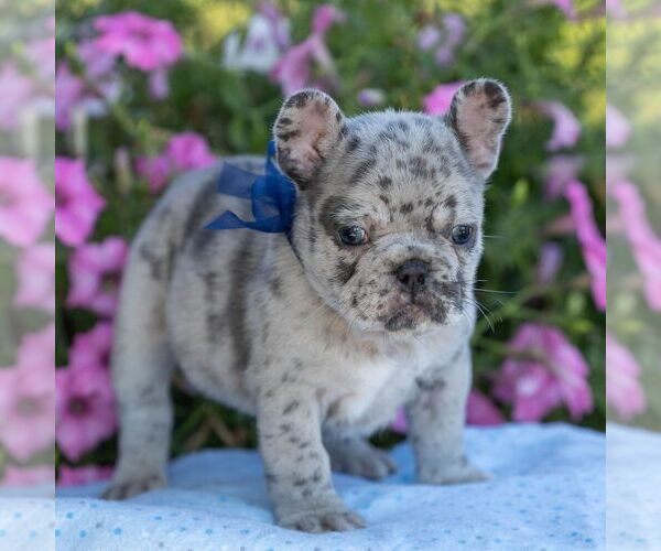 Medium Photo #1 French Bulldog Puppy For Sale in CAMPBELL HILL, IL, USA