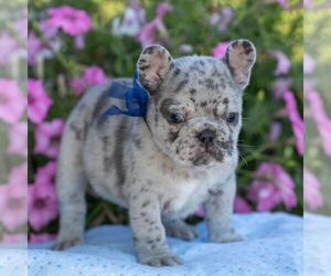 French Bulldog Puppy for sale in CAMPBELL HILL, IL, USA