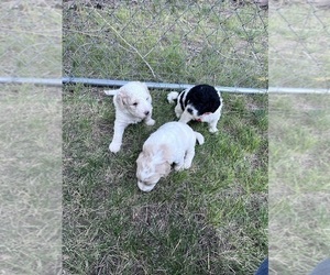 Aussiedoodle Miniature  Litter for sale in CLEARWATER, KS, USA