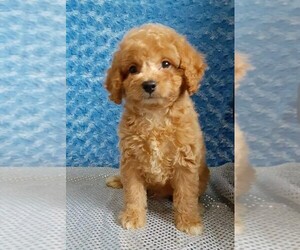 Bichpoo-Poodle (Miniature) Mix Puppy for sale in FREDERICKSBURG, OH, USA