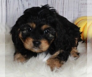 Cavapoo-Poodle (Standard) Mix Puppy for sale in FREDERICKSBURG, OH, USA