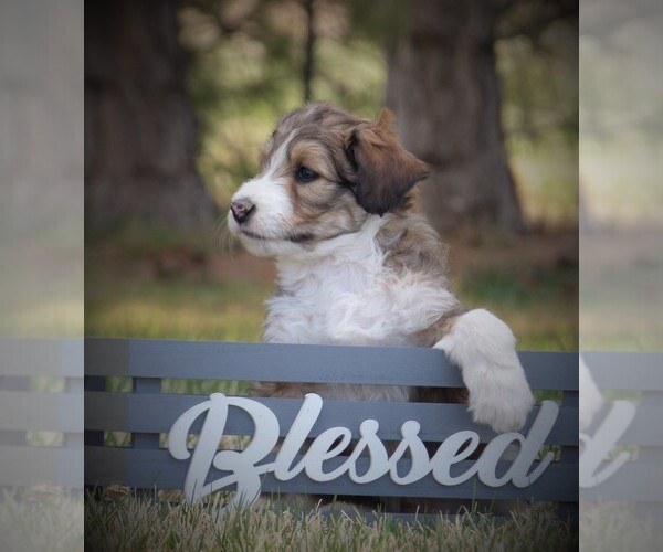 Medium Photo #1 Bordoodle-Poodle (Standard) Mix Puppy For Sale in OLATHE, CO, USA