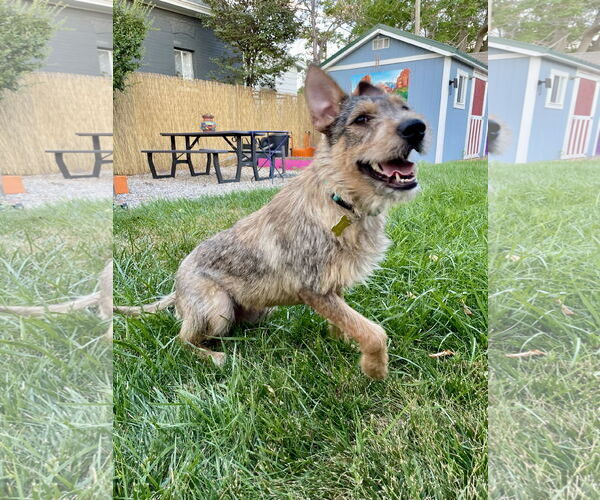 Medium Photo #5 Mutt Puppy For Sale in Sandy, UT, USA