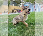 Small #4 Mutt