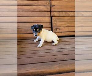 Jack Russell Terrier Puppy for sale in PIKEVILLE, NC, USA