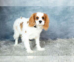 Small Photo #8 Cavalier King Charles Spaniel Puppy For Sale in WARSAW, IN, USA