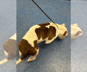 26-422 Tank - Male Mutt Dog for Adoption - Photo #2