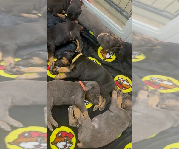 Medium Photo #5 Doberman Pinscher Puppy For Sale in FAYETTEVILLE, GA, USA