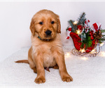 Small #4 Golden Retriever