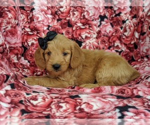 Goldendoodle Puppy for sale in OXFORD, PA, USA