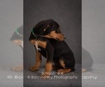 Small Photo #7 Australian Shepherd Puppy For Sale in PLEASANTON, KS, USA