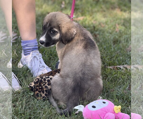 Medium Photo #4 Mutt Puppy For Sale in Yardley, PA, USA