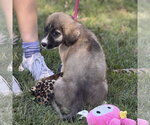 Small Photo #4 Mutt Puppy For Sale in Yardley, PA, USA