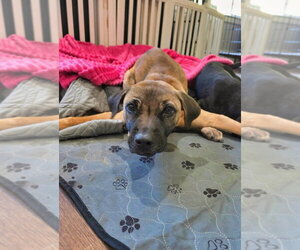 Amelia - Female American Pit Bull Terrier-Bulldog Mix Dog for Adoption - Photo #2