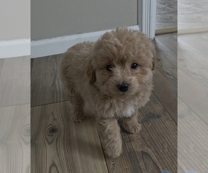 Cavapoo (Miniature) Puppy for Sale in ROSEDALE, Indiana USA
