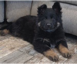 German Shepherd Dog Puppy for sale in COUCH, MO, USA
