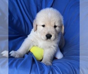 Golden Labrador Puppy for sale in LIVE OAK, FL, USA