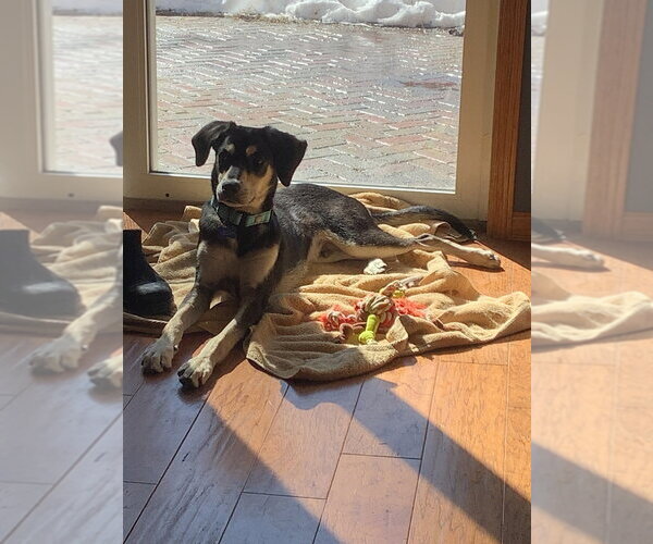 Medium Photo #4 Mutt Puppy For Sale in Andover, MN, USA