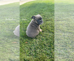 Small Photo #3 English Bulldog Puppy For Sale in SOLEDAD, CA, USA